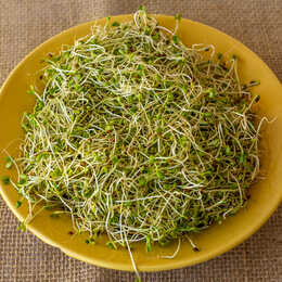 Broto de Trevo e Rabanete