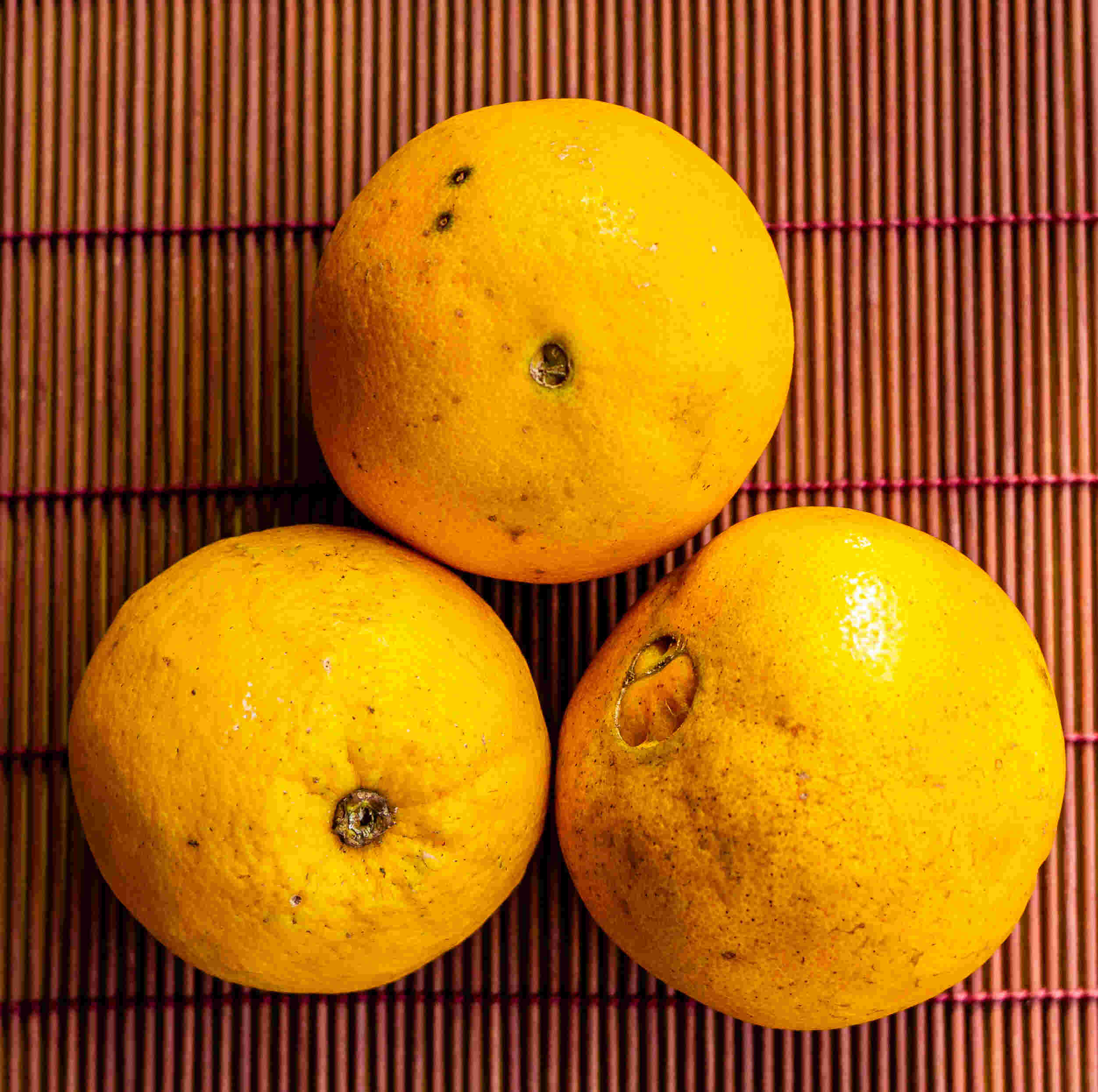 Laranja bahia