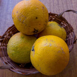 Laranja lima