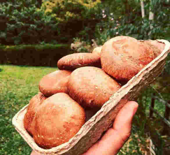 Shiitake